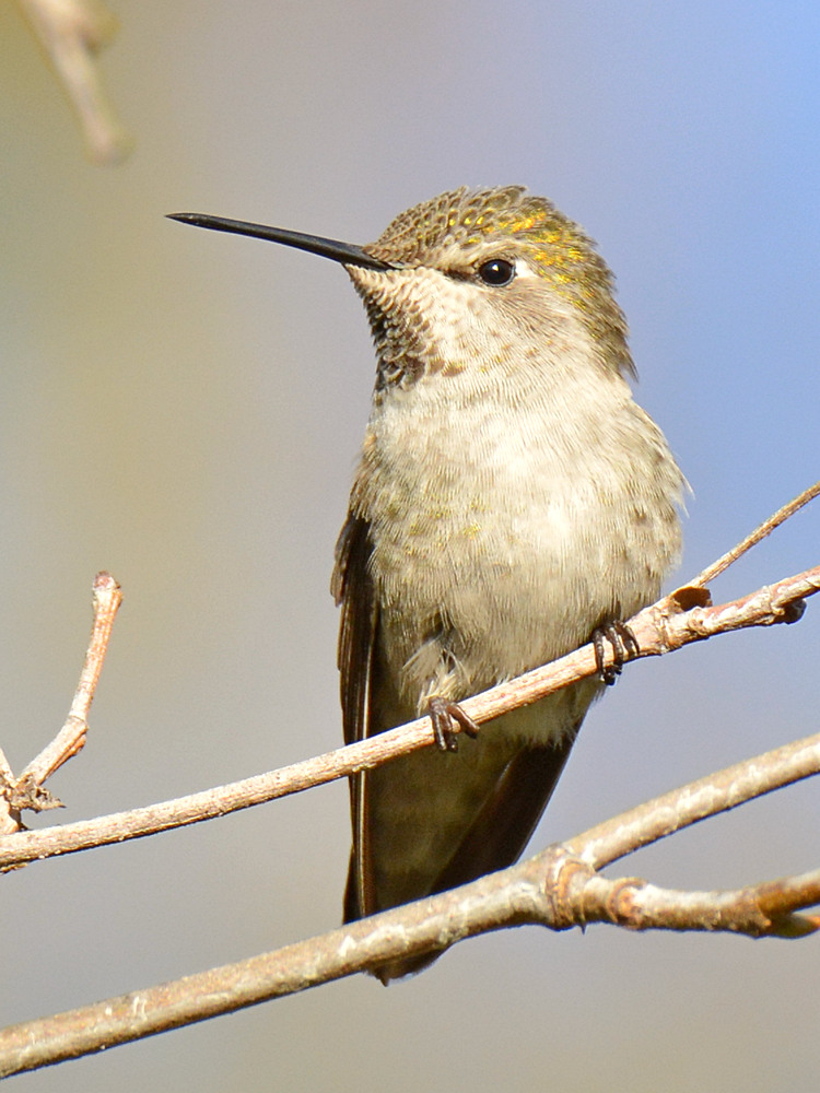 Hummer.jpg