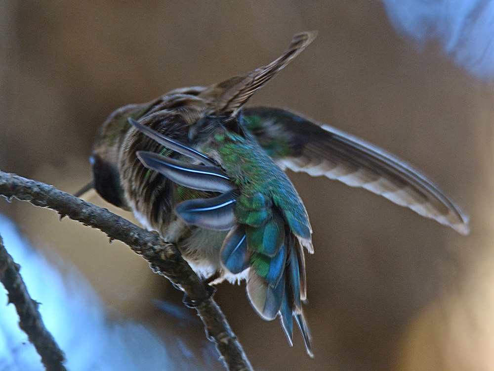 Hummer.jpg