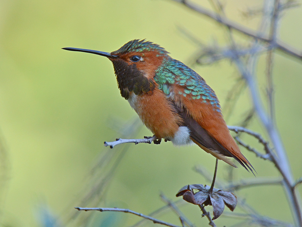 Hummer.jpg
