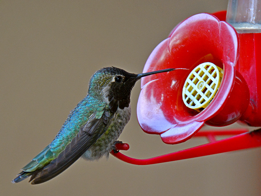 Hummer.jpg