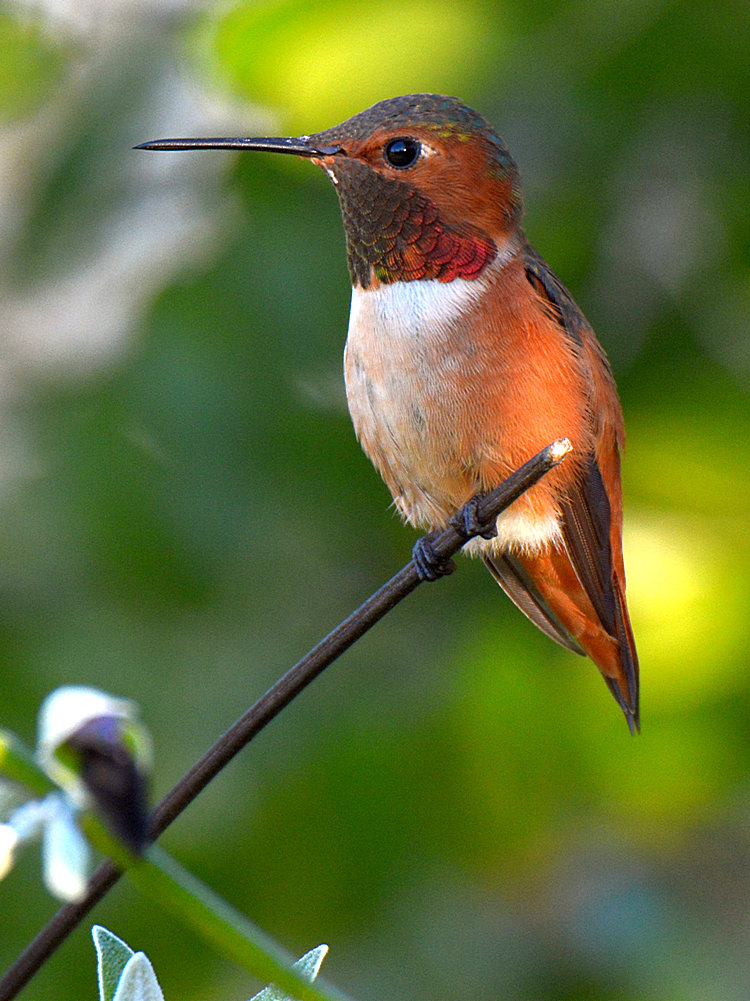 Hummer.jpg