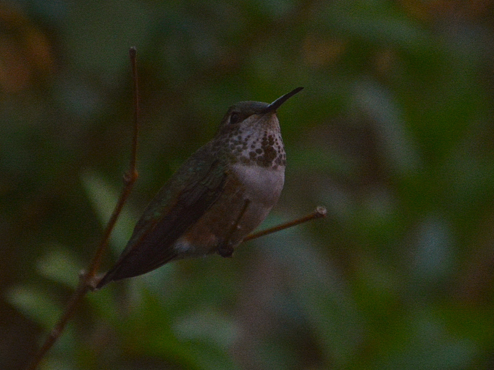 Hummer.jpg