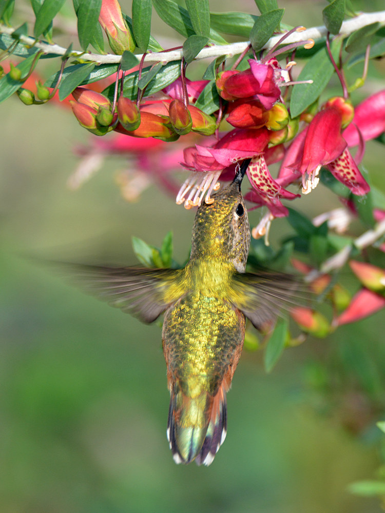Hummer.jpg
