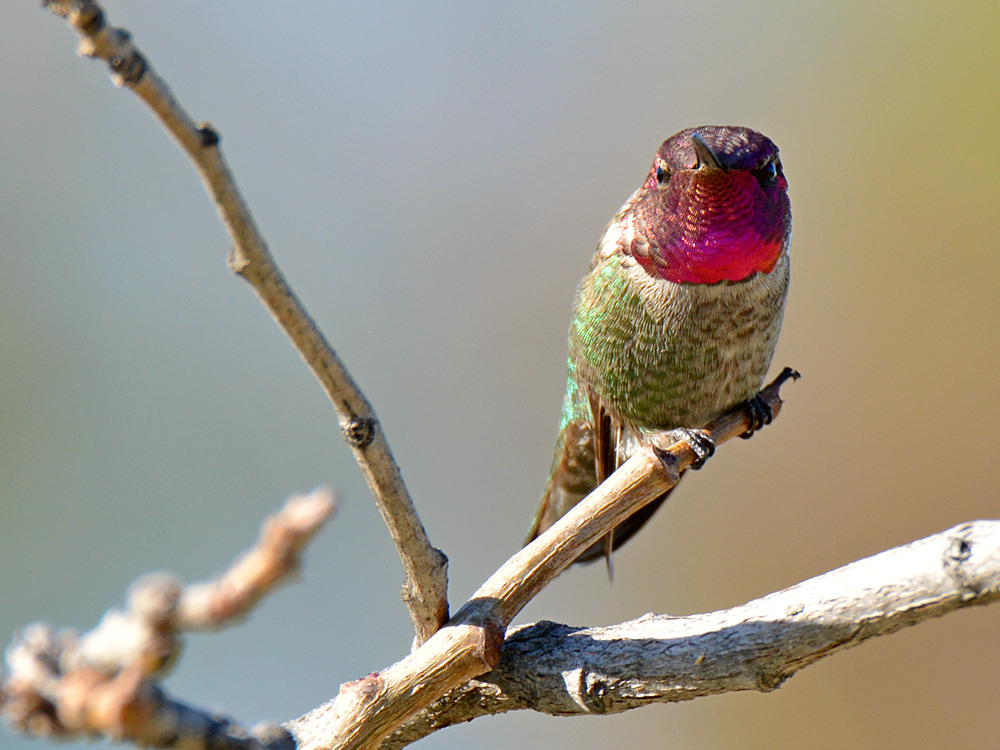 Hummer.jpg
