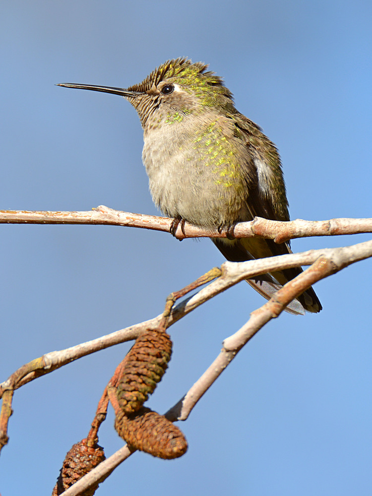 Hummer.jpg