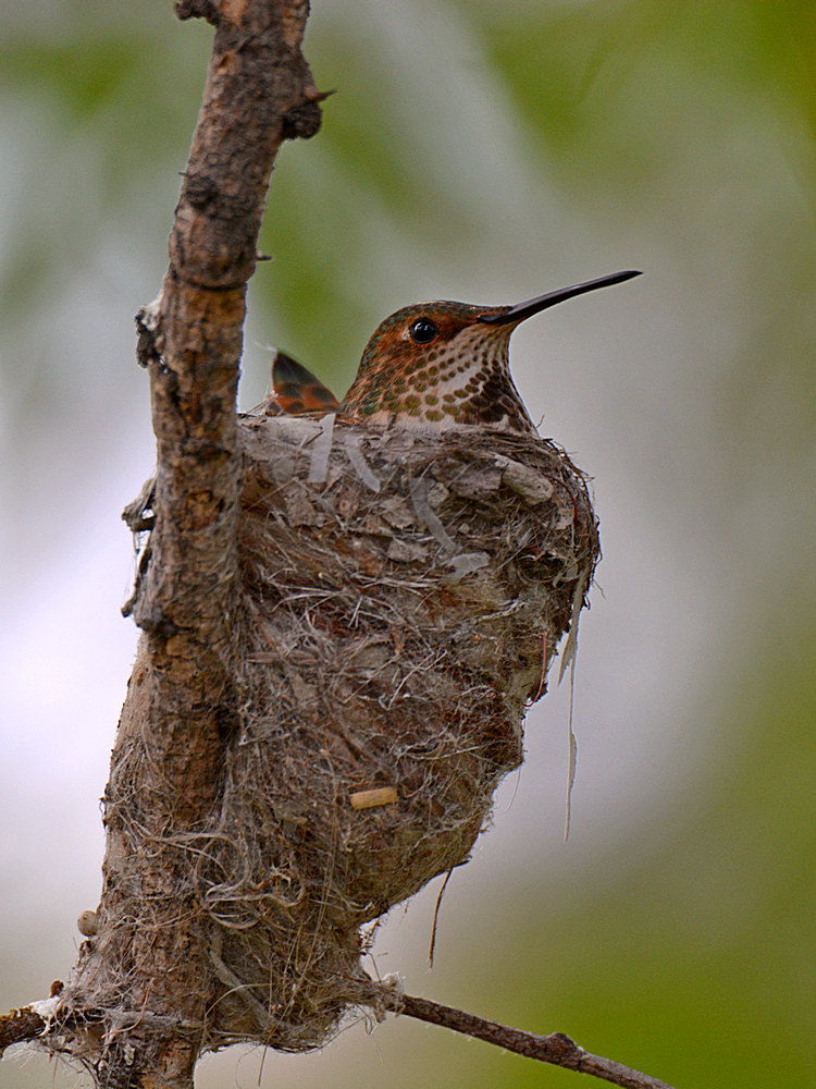 Hummer.jpg
