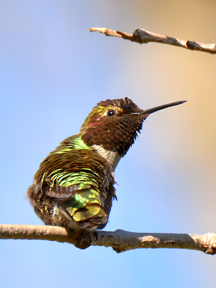Hummer.jpg