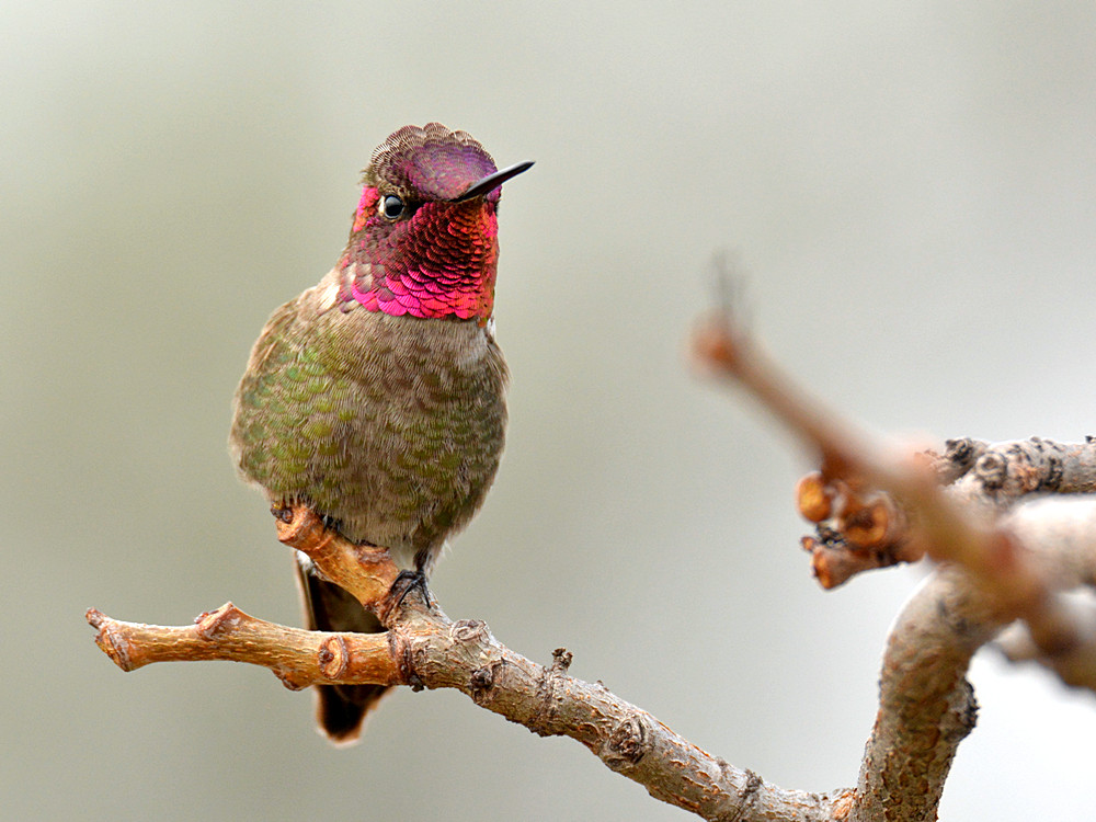 Hummer.jpg