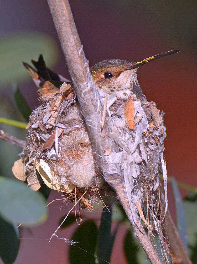 Hummer.jpg