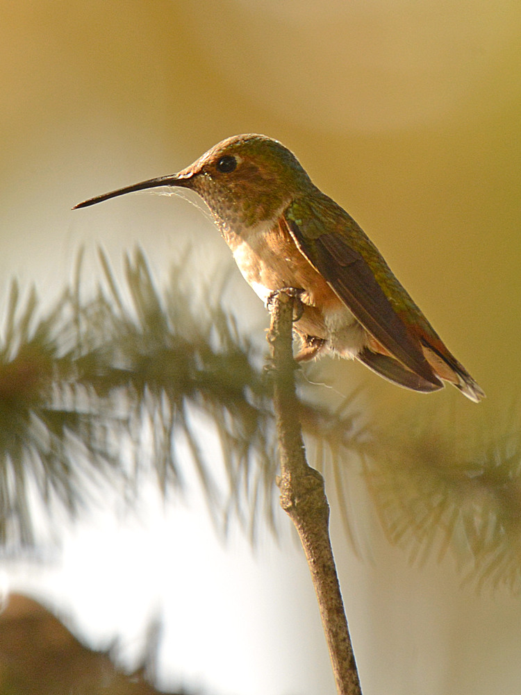 Hummer.jpg