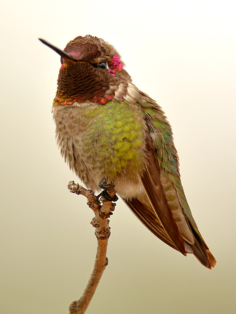 Hummer.jpg