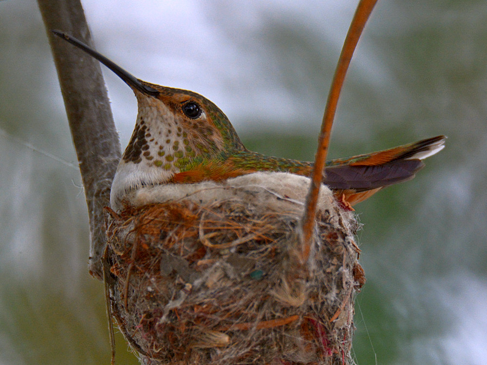 Hummer.jpg