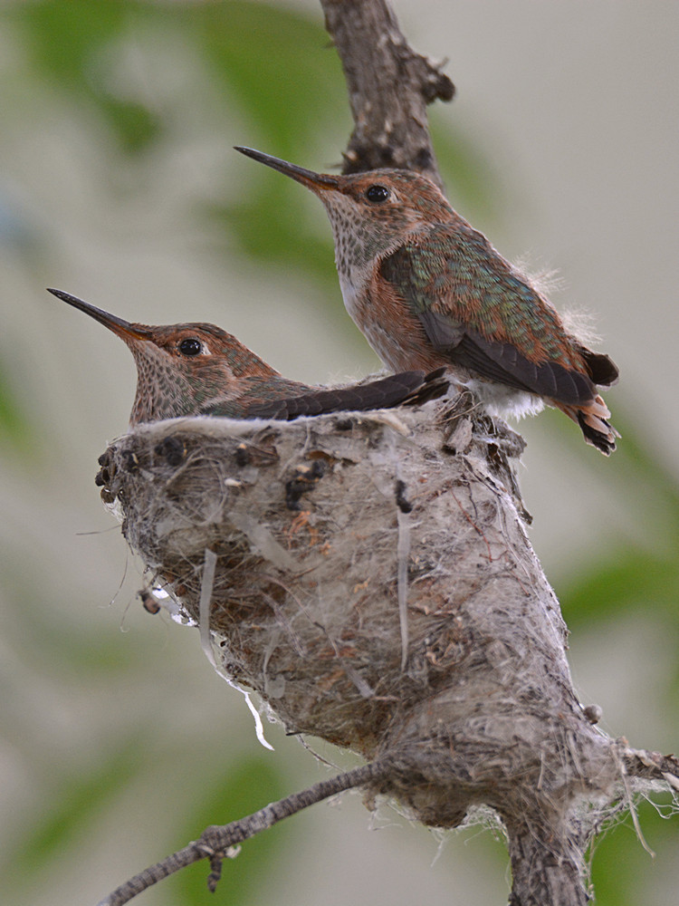 Hummer.jpg