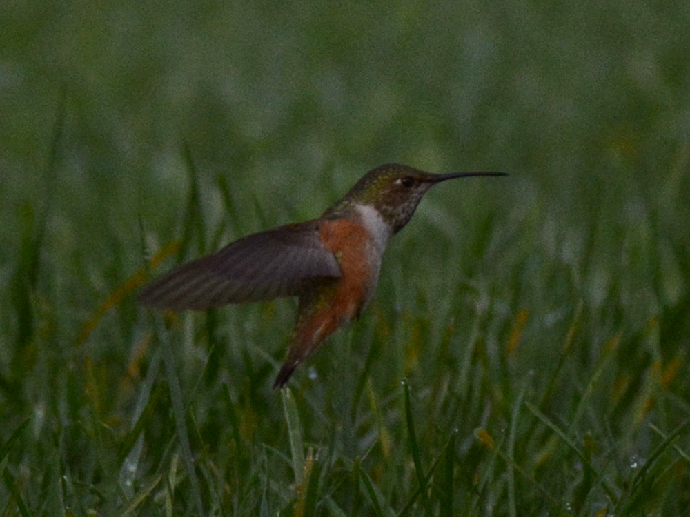 Hummer.jpg