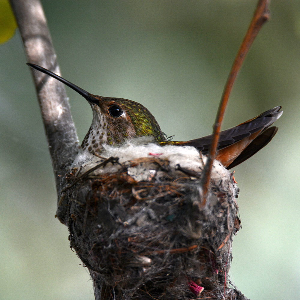 Hummer.jpg