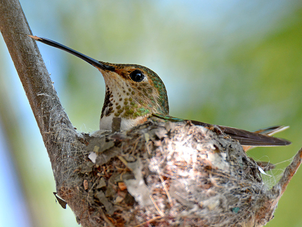 Hummer.jpg