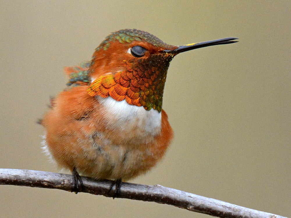 Hummer.jpg