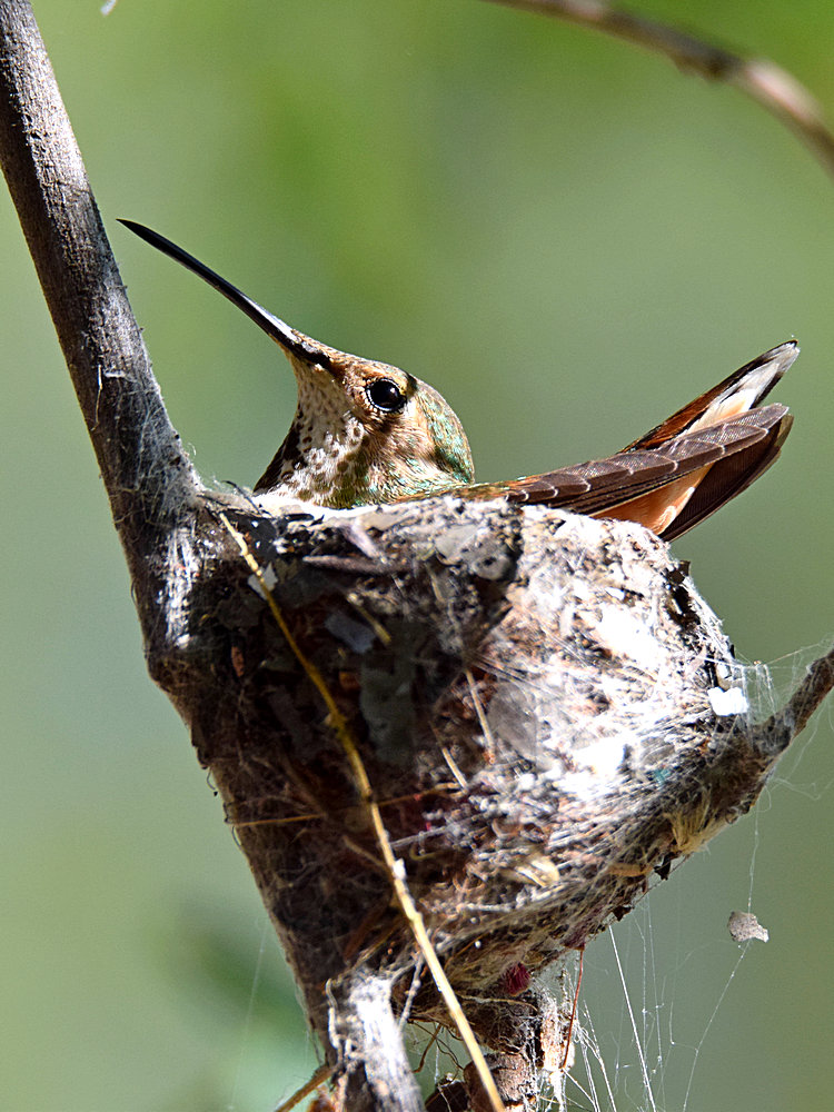 Hummer.jpg