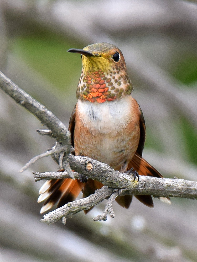 Hummer.jpg