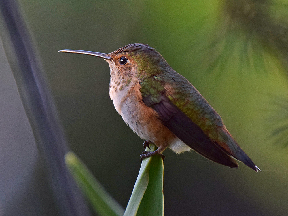 Hummer.jpg