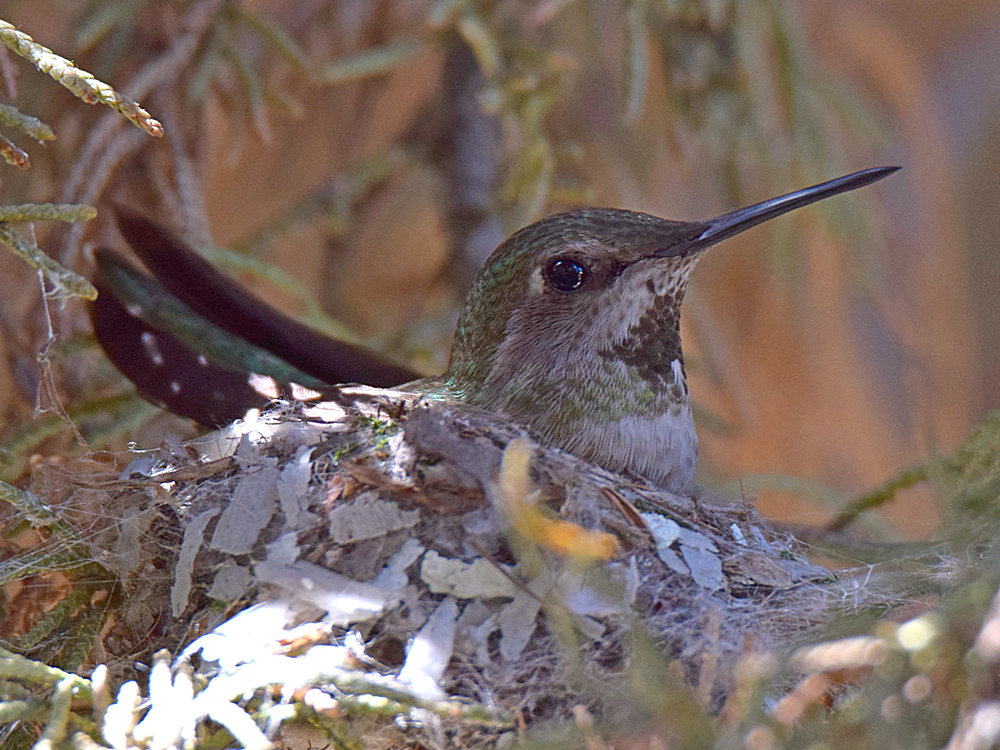 Hummer.jpg