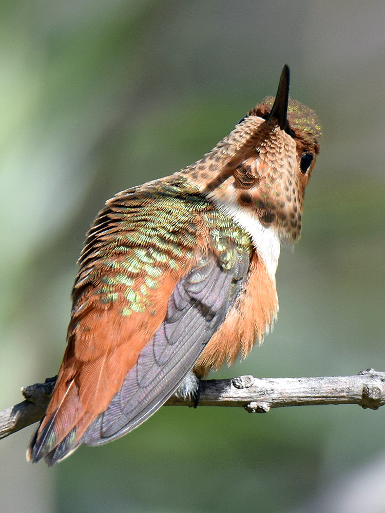 Hummer.jpg