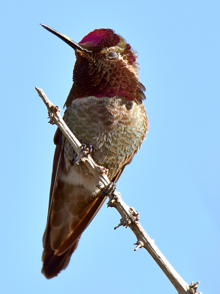 Hummer.jpg
