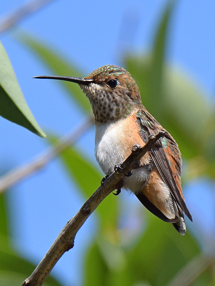 Hummer.jpg