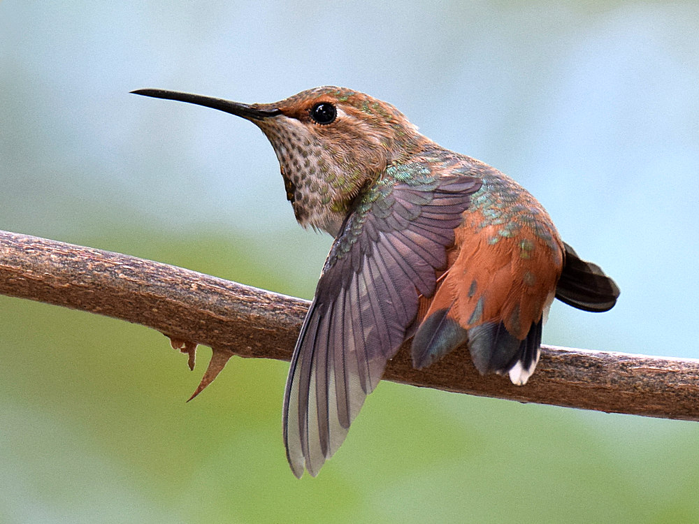 Hummer.jpg