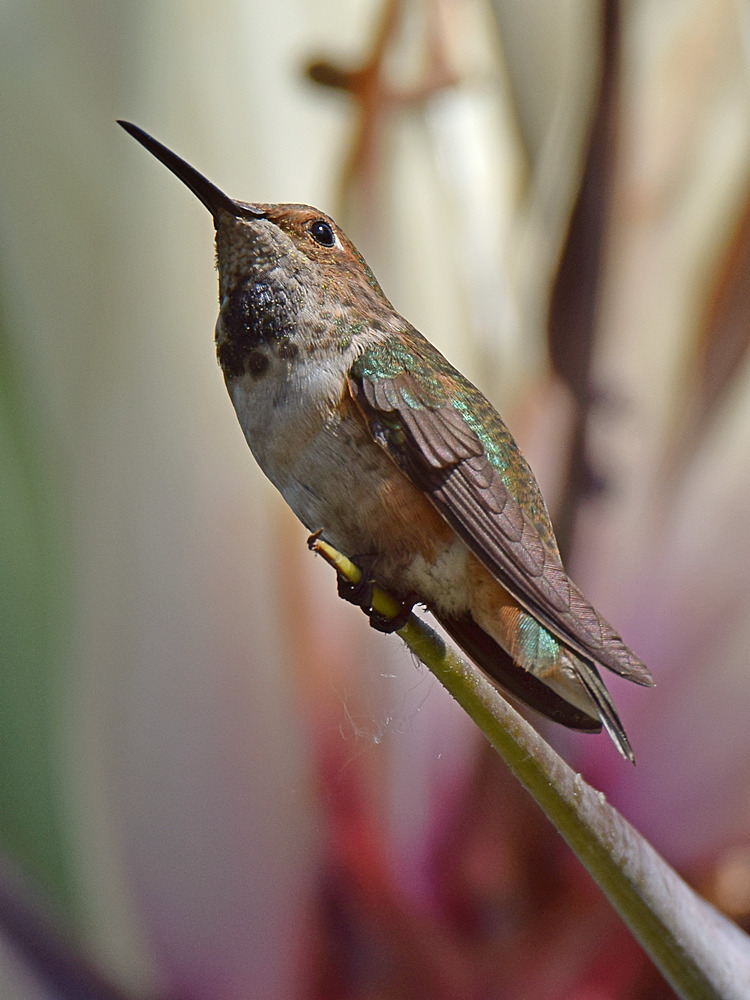 Hummer.jpg
