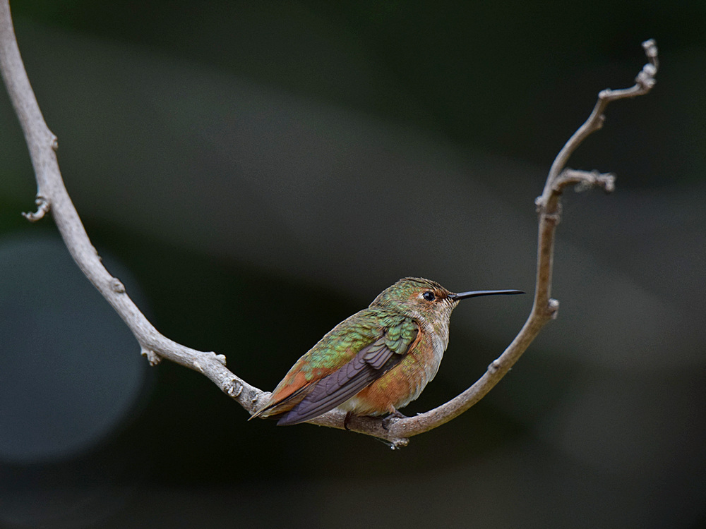 Hummer.jpg
