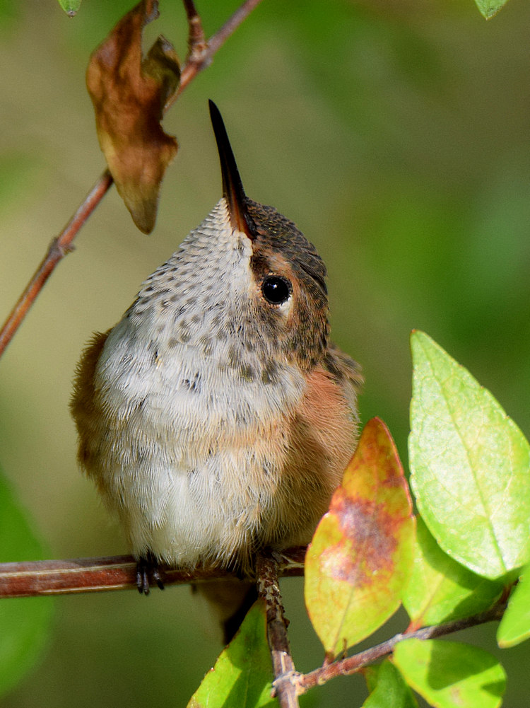 Hummer.jpg