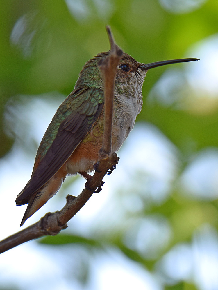 Hummer.jpg