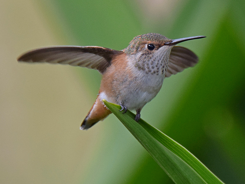 Hummer.jpg