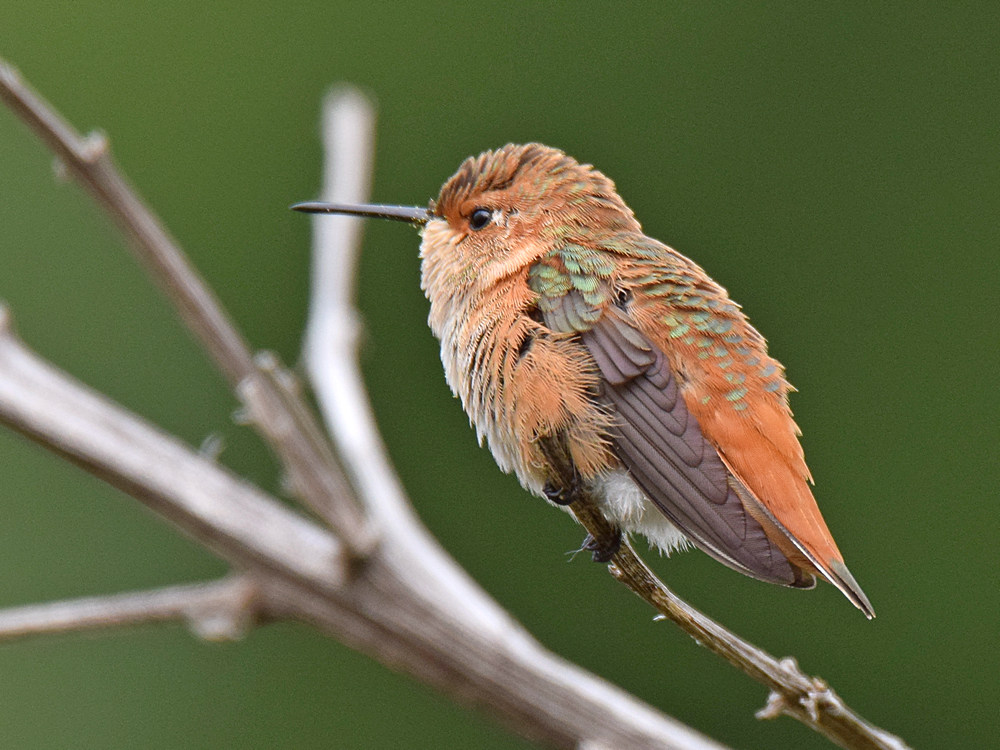 Hummer.jpg