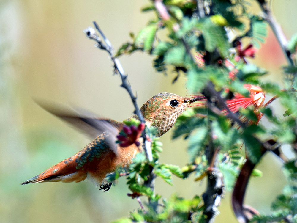Hummer.jpg