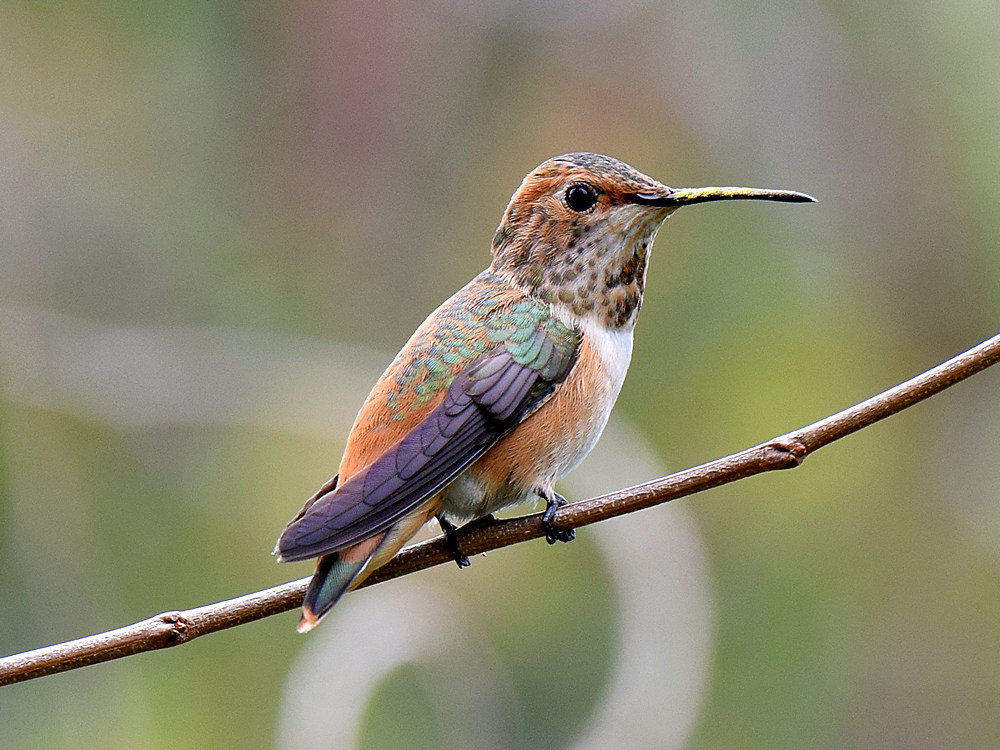 Hummer.jpg