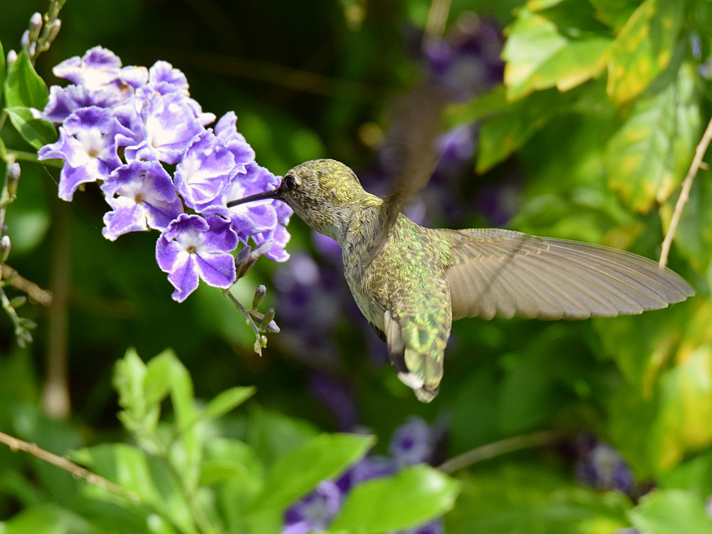 Hummer.jpg