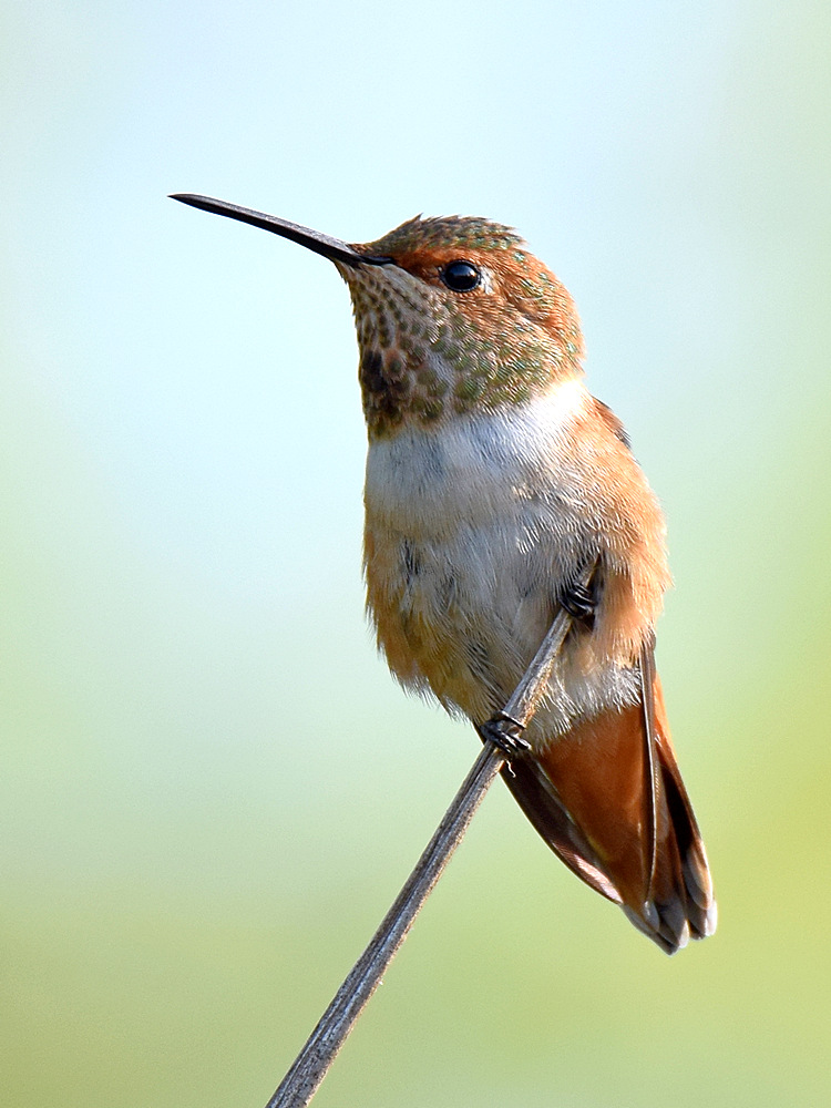 Hummer.jpg