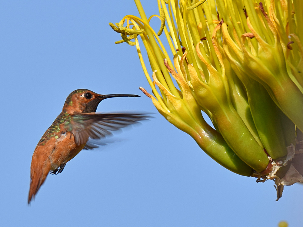 Hummer.jpg