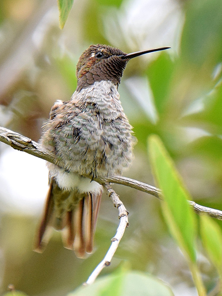 Hummer.jpg