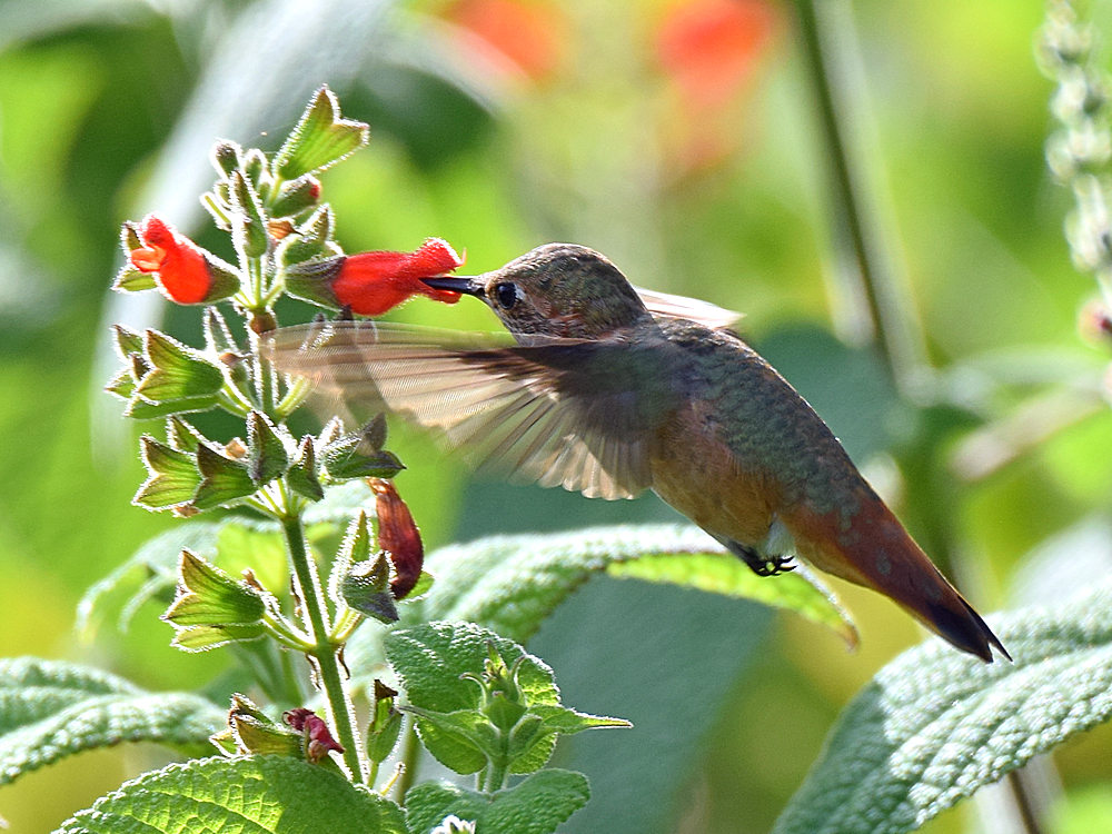 Hummer.jpg