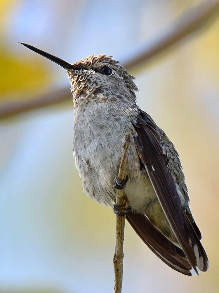 Hummer.jpg