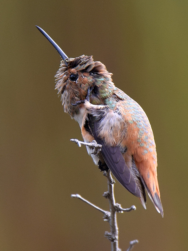 Hummer.jpg