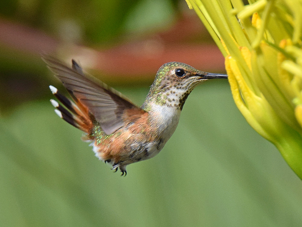 Hummer.jpg