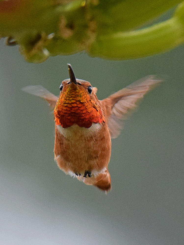 Hummer.jpg
