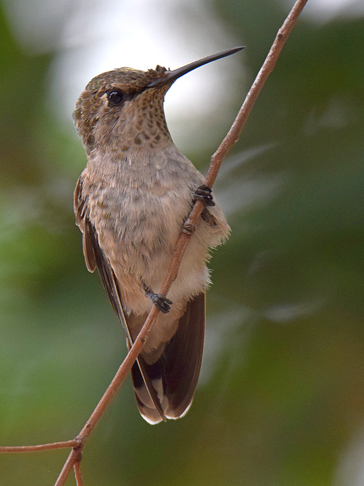 Hummer.jpg