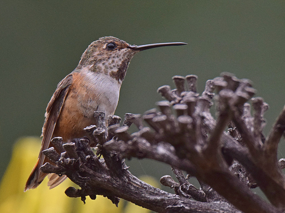 Hummer.jpg
