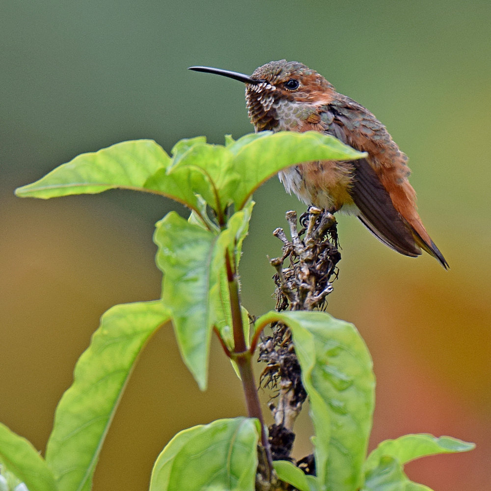 Hummer.jpg