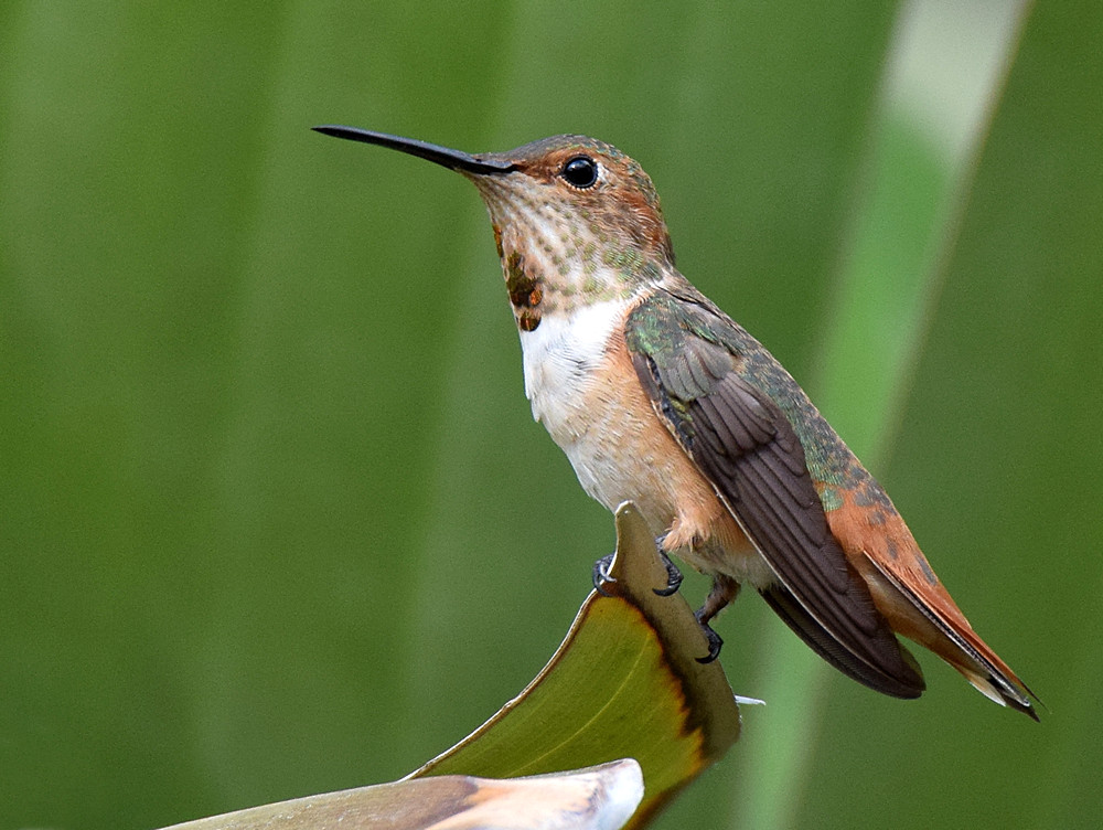 Hummer.jpg